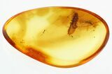 Fossil Soft-Winged Flower Beetle Larva (Malachiinae) in Baltic Amber #325401-1